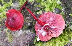 Cruentomycena viscidocruenta
