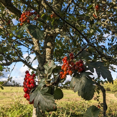 Image of × arsorbus by (c) Luke Lythgoe, some rights reserved (CC BY)