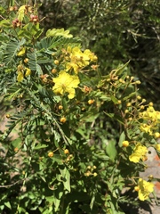 Sphedamnocarpus pruriens