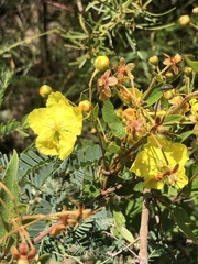 Sphedamnocarpus pruriens