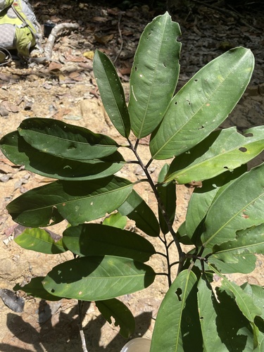 Eschweilera atropetiolata