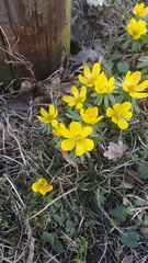 Eranthis hyemalis