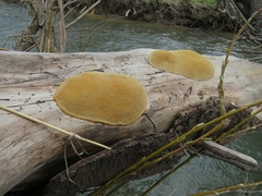 Phellinus laevigatus