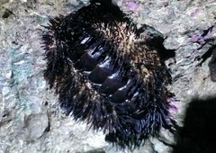 Acanthopleura spinosa