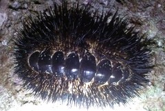 Acanthopleura spinosa