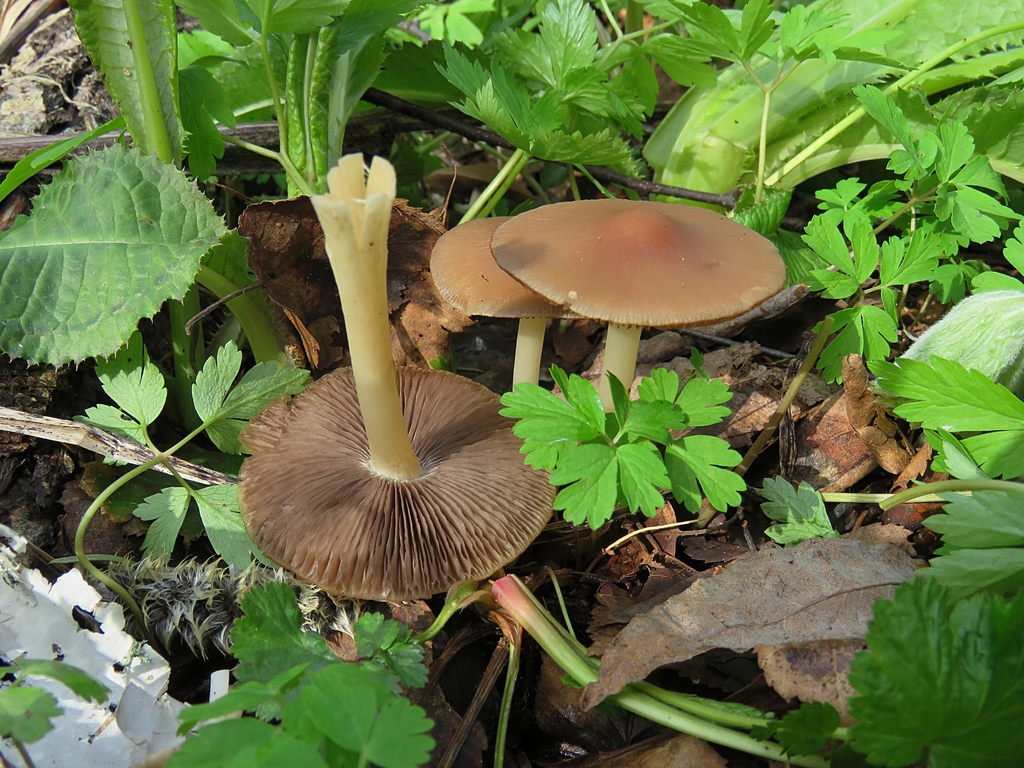 Psathyrella sect. Spadiceogriseae