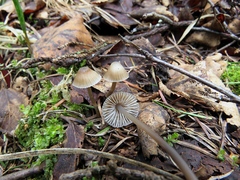 Mycena alcalina