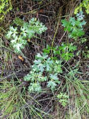 Lomatium parvifolium