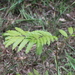 Mischarytera lautereriana - Photo (c) Ian McMaster,  זכויות יוצרים חלקיות (CC BY-NC), הועלה על ידי Ian McMaster