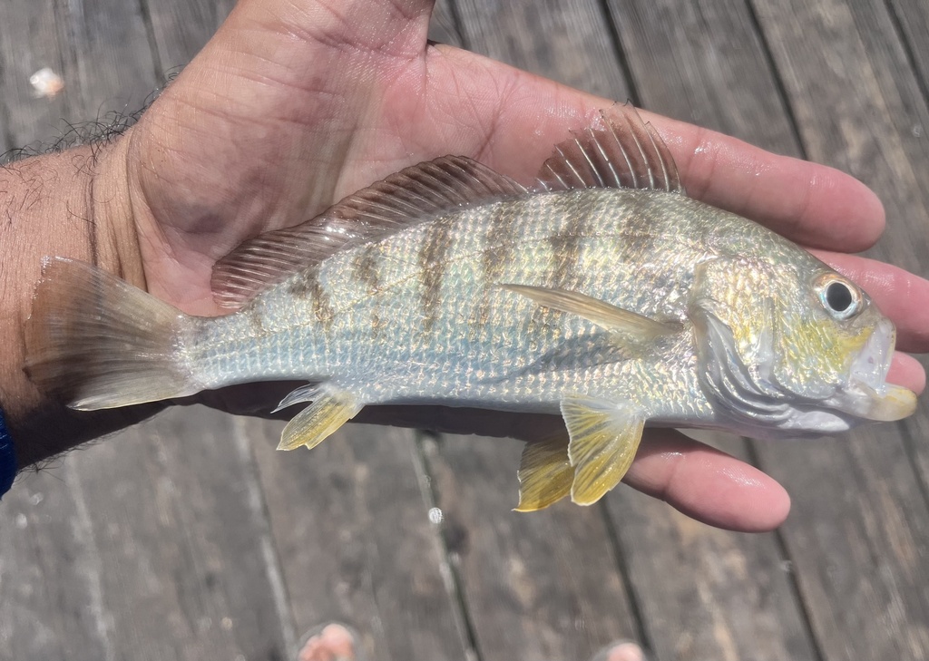 Banded drum (Larimus fasciatus) — Sciaenidae