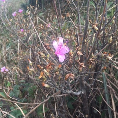 Rhododendron farrerae
