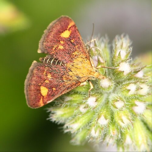 Pyrausta aurata