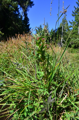 Hypericum — photo 1