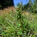 Hypericum — photo 1