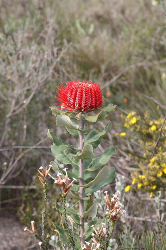 Albany banksia (Banksia coccinea)