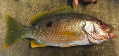 Lutjanus monostigma