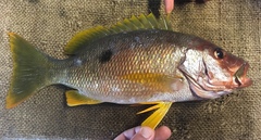 Lutjanus monostigma