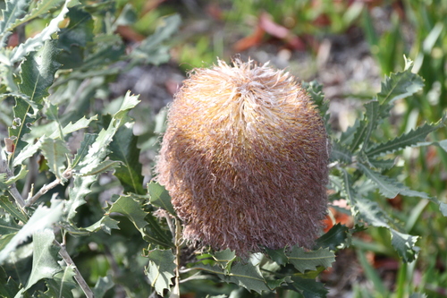 Image of Banksia baueri by (c) luluchouette, some rights reserved (CC BY)