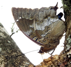 Charaxes xiphares xiphares