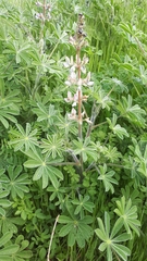 Lupinus palaestinus