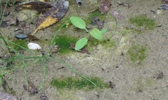 Vaucheria canalicularis