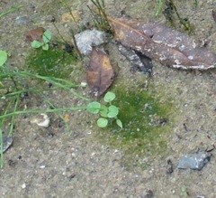 Vaucheria canalicularis