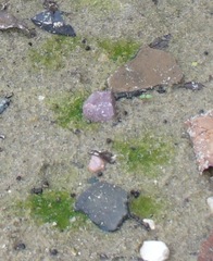 Vaucheria canalicularis