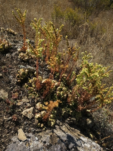 Sempervivum transcaucasicum, photograph 3