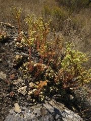 Sempervivum transcaucasicum, photograph (c) Mikhail Morozov, some rights reserved (CC BY)