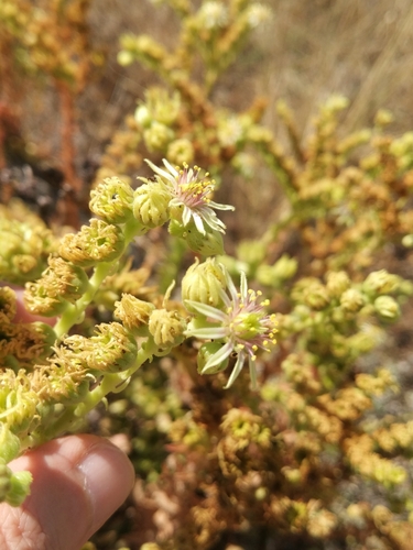Sempervivum transcaucasicum, photograph 4