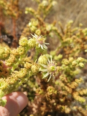Sempervivum transcaucasicum, photograph (c) Mikhail Morozov, some rights reserved (CC BY)