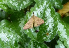Mnesictena flavidalis