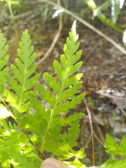 Loxsoma cunninghamii