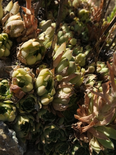Sempervivum transcaucasicum, photograph 5