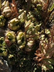 Sempervivum transcaucasicum, photograph (c) Mikhail Morozov, some rights reserved (CC BY)