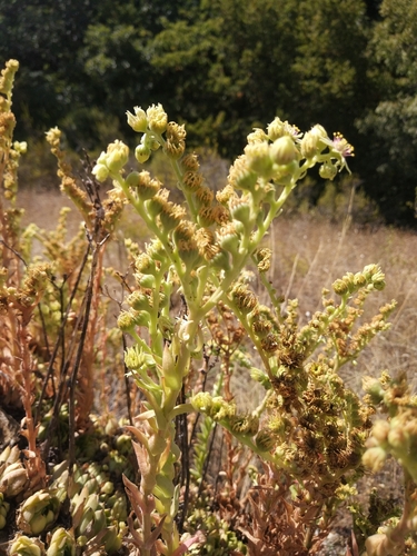 Sempervivum transcaucasicum, photograph 6
