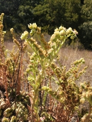 Sempervivum transcaucasicum, photograph (c) Mikhail Morozov, some rights reserved (CC BY)
