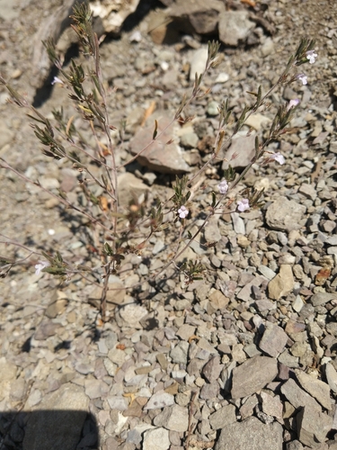 Čubar (Satureja hortensis)