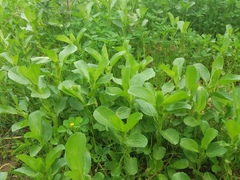 Ononis alopecuroides