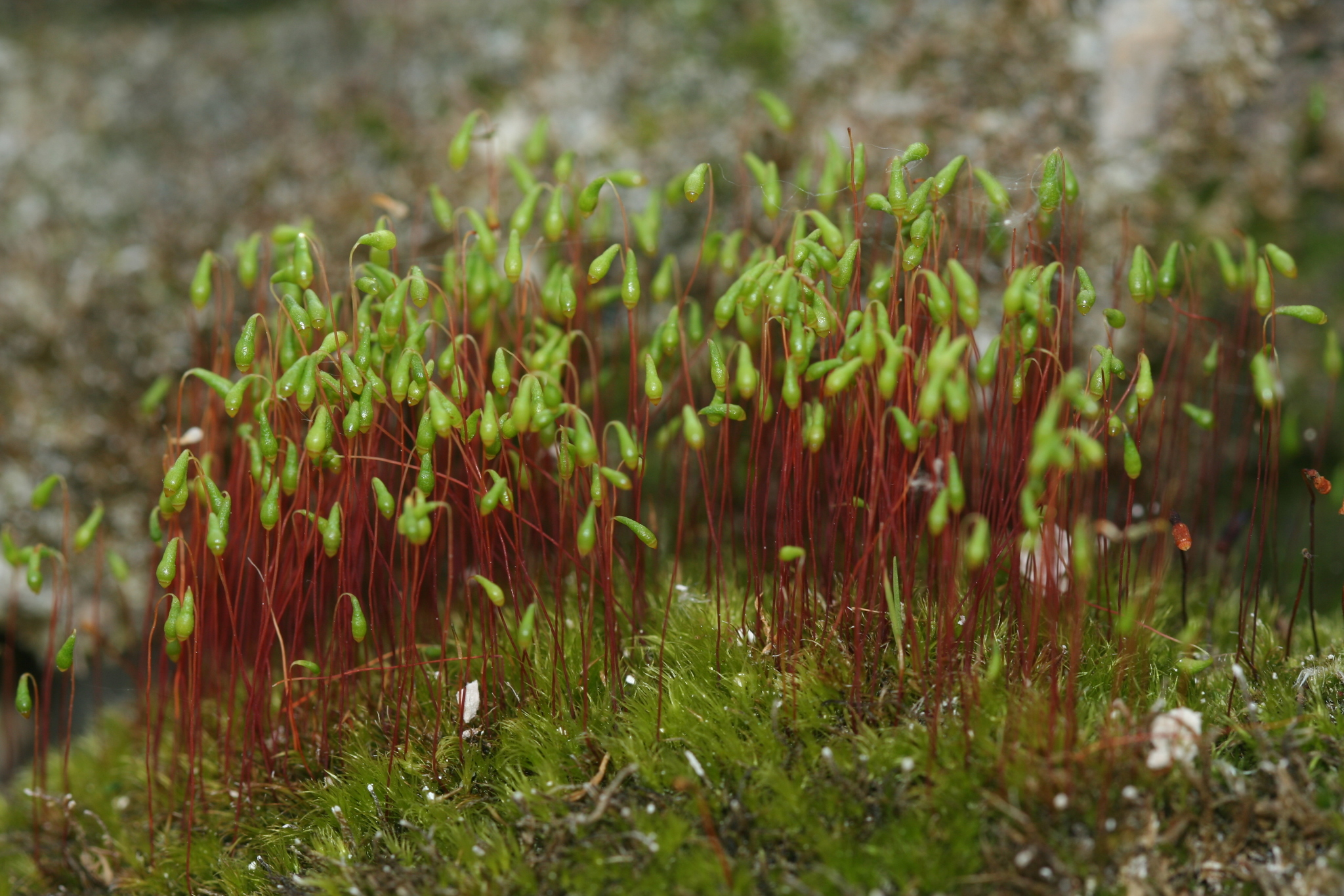 Leptobryum