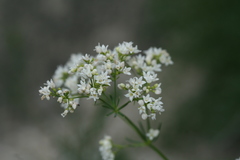Galium octonarium