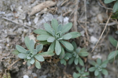 Schivereckia podolica