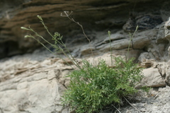 Pimpinella tragium