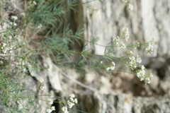 Galium octonarium
