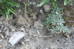 Schivereckia podolica