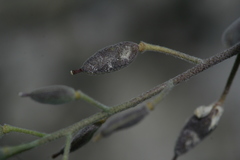 Schivereckia podolica