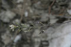 Schivereckia podolica