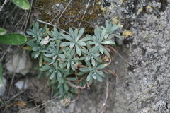 Schivereckia podolica