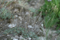 Schivereckia podolica