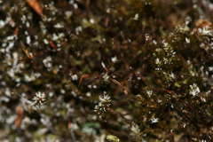 Encalypta procera